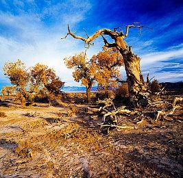 电影《阴阳师0》发布首个预告：揭秘前传故事