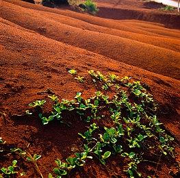 《潜水员戴夫》联动来袭！ 与《Balatro》和《Potion Craft》携手推出全新合作内容